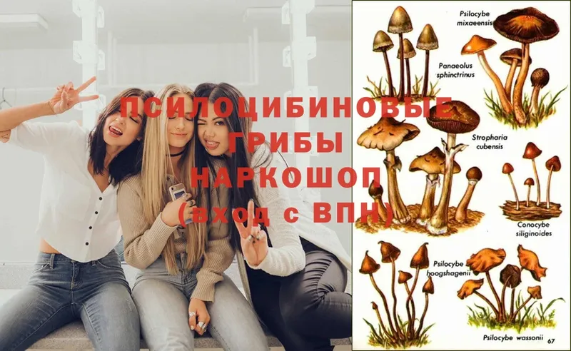 Все наркотики Алейск ГАШ  Alpha-PVP  Кокаин  Псилоцибиновые грибы  Конопля  БУТИРАТ  Меф 